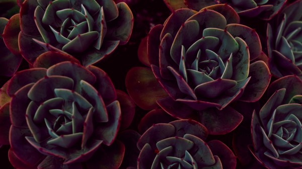 Echeveria Succulents Houseplant Leaves Wallpaper