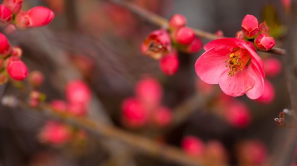 Flower Bloom Bush Buds Wallpaper