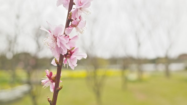 Flower Blooming Branch Wallpaper
