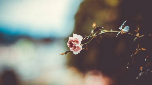 Flower Branch Blur Wallpaper