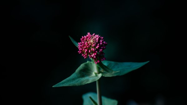 Flower Macro Plant Wallpaper
