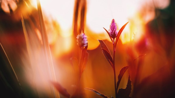 Flower Meadow Blur Wallpaper