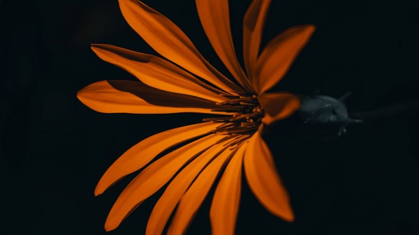 Flower Orange Dark Wallpaper