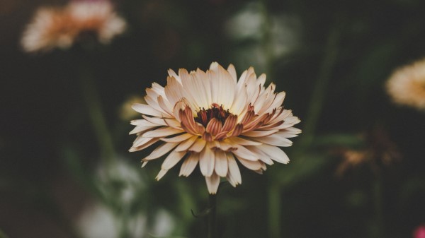 Flower Petals Bud Blur Wallpaper