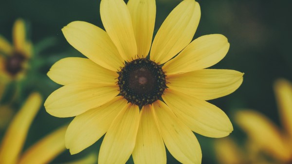 Flower Petals Yellow Wallpaper