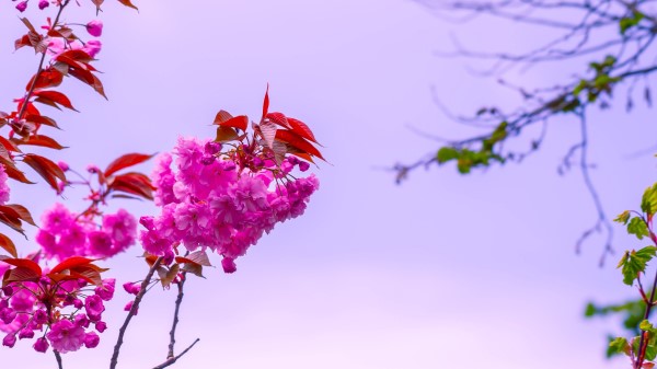 Flower Pink Branch Wallpaper