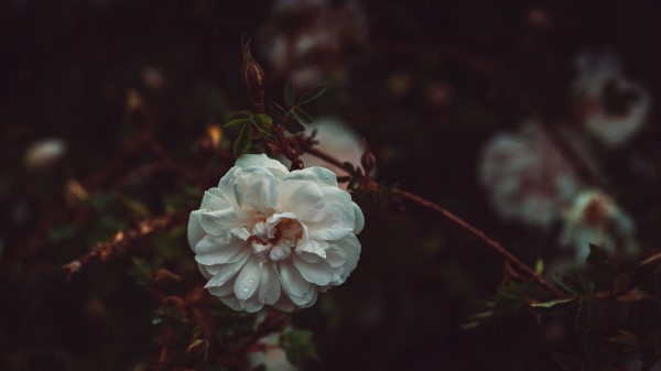 Flower White Drops Wallpaper