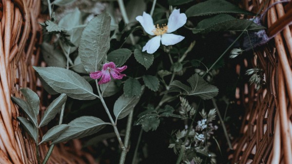 Flowers Basket Leaves Wallpaper