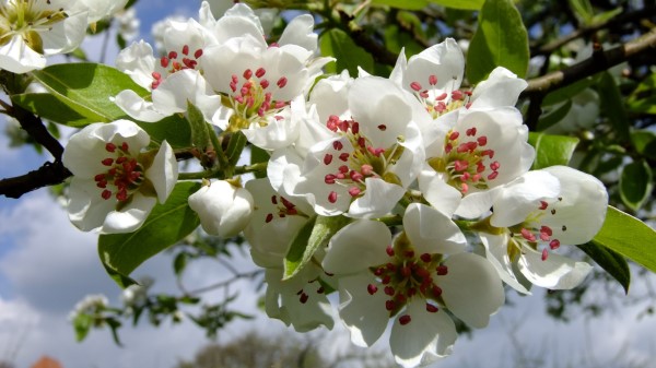 Flowers Bloom Branch Spring Wallpaper