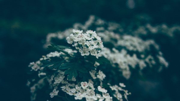 Flowers Bloom Spring Image Wallpaper