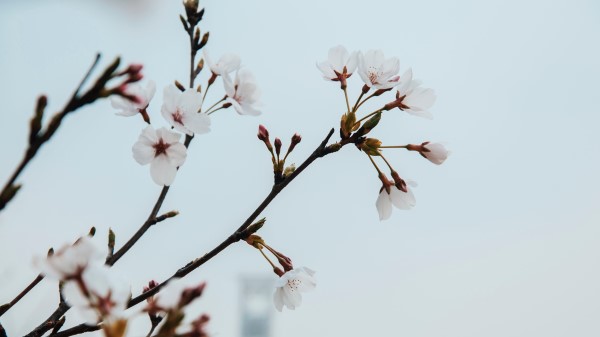 Flowers Bloom Spring Wallpaper