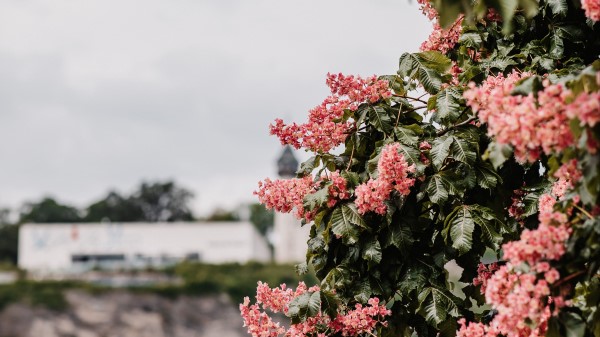 Flowers Bloom Tree Wallpaper