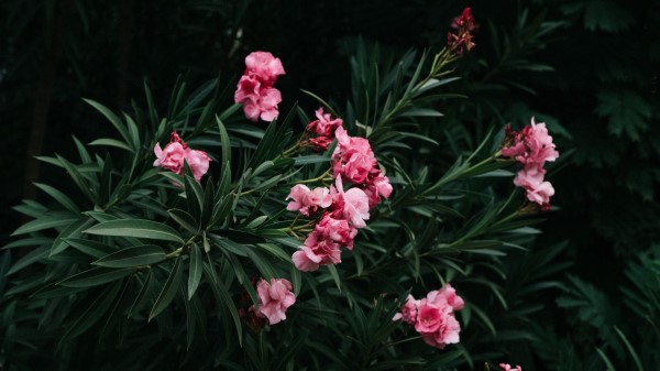 Flowers Branch Bloom Wallpaper