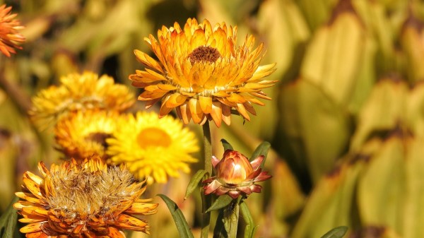 Flowers Dry Buds Blur Wallpaper
