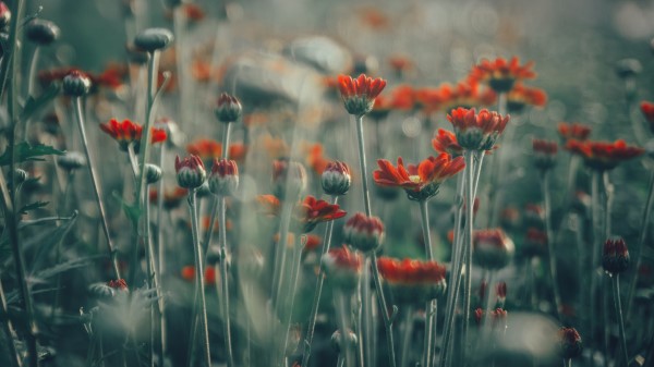 Flowers Field Glare Wallpaper
