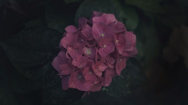 Flowers Inflorescence Pink Wallpaper