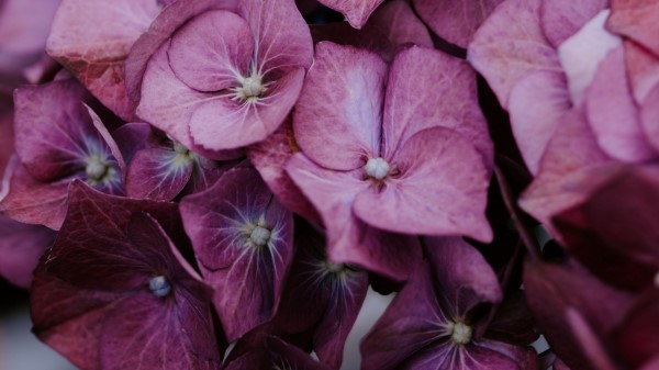 Flowers Lilac Bloom Wallpaper