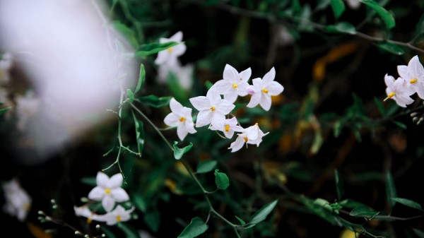 Flowers Petals Branches White Wallpaper