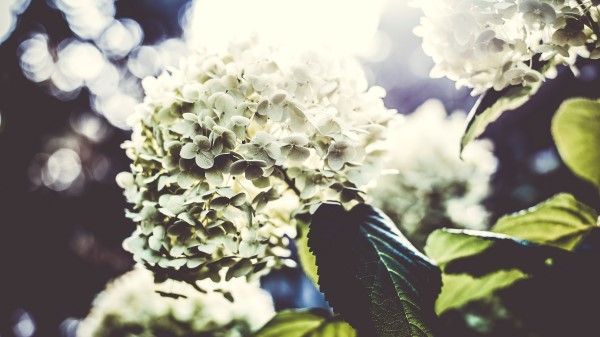 Flowers Petals Light Bush Wallpaper