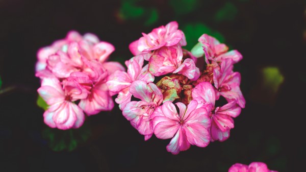Flowers Petals Pink Wallpaper