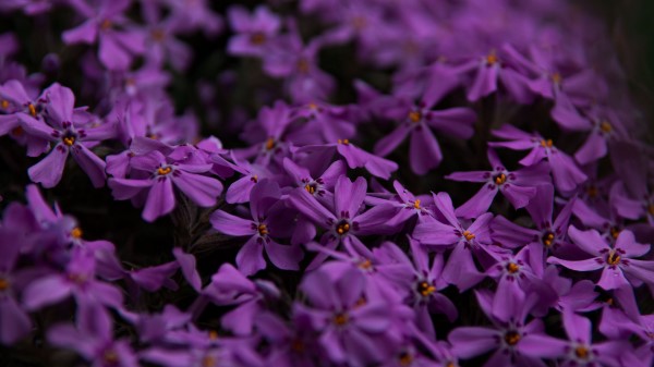Flowers Petals Purple Wallpaper