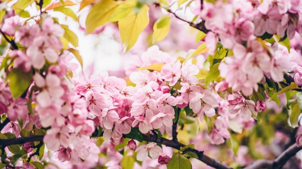 Flowers Pink Branches Wallpaper