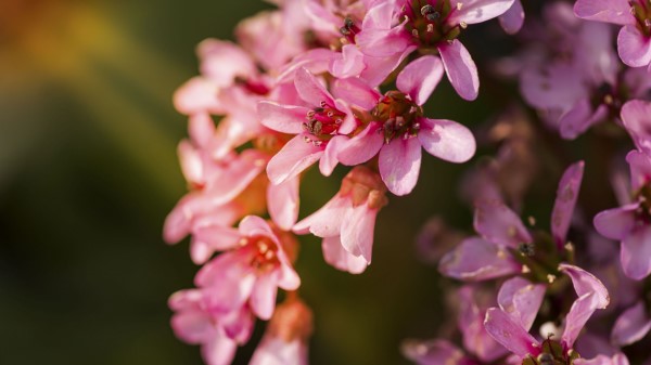 Flowers Pink Petals Wallpaper