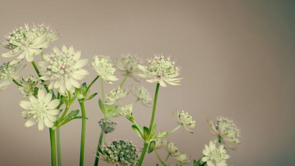 Flowers Plant Stems Wallpaper