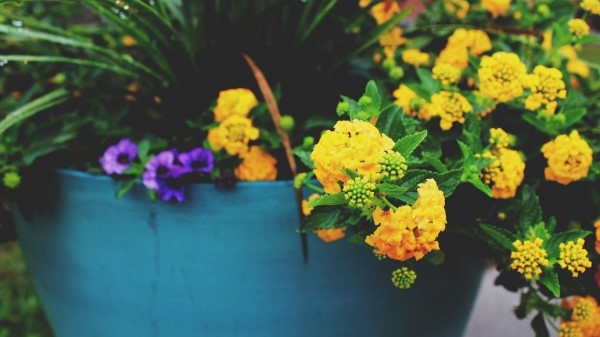 Flowers Pot Yellow Wallpaper