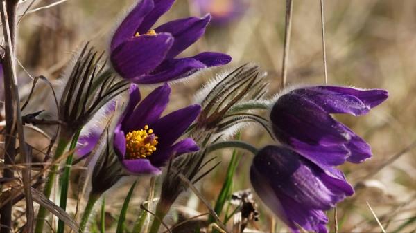 Flowers Spring Blurred Close U Wallpaper