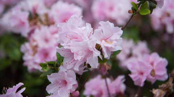 Flowers Spring Flowering Branch Drops Wallpaper
