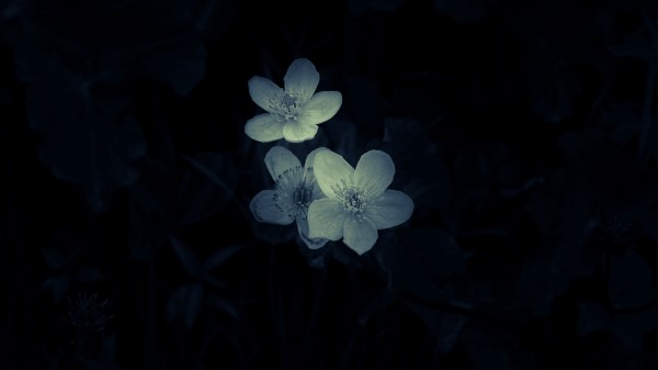 Flowers White Macro Wallpaper