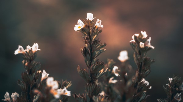 Flowers Wild Flowers Blur Wallpaper