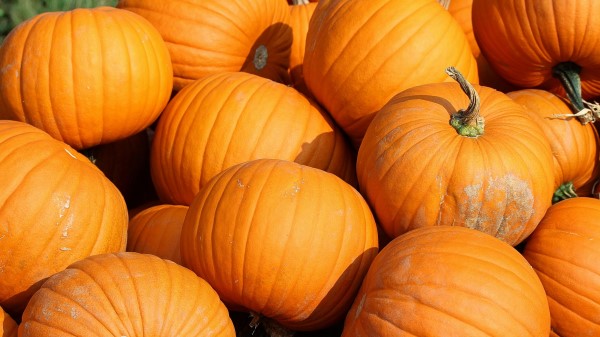 Pumpkin Vegetable Autumn Wallpaper