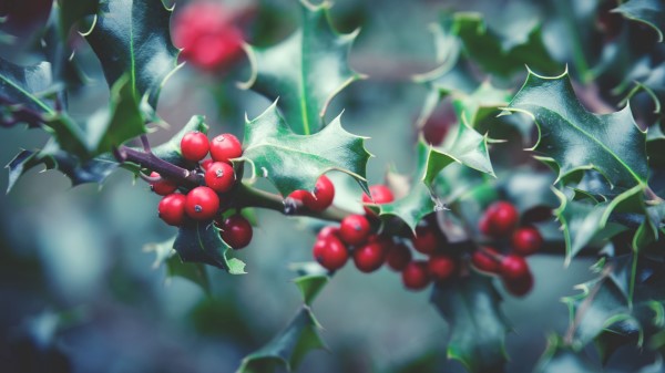 Rowan Branch Berries Wallpaper