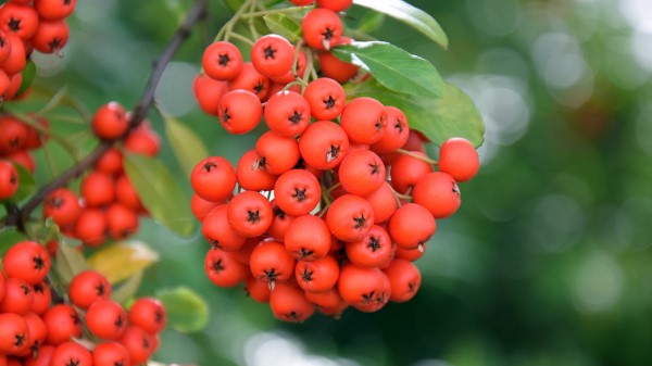 Rowan Branch Ripe Wallpaper