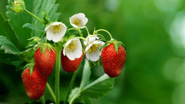 Strawberries Berries Ripe Image Wallpaper