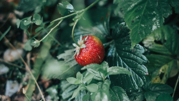 Strawberries Berry Red Wallpaper