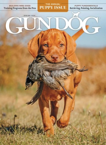 Gun Dog - Spring 2026 cover