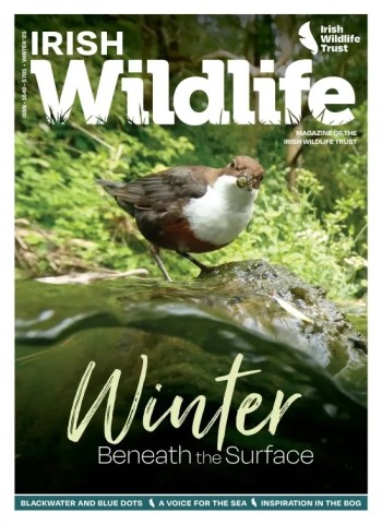 Irish Wildlife Magazine - Winter 2025-2026 cover