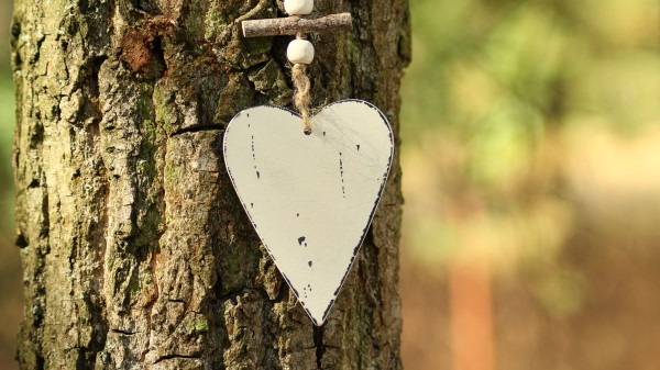 Heart Bark Tree Wallpaper