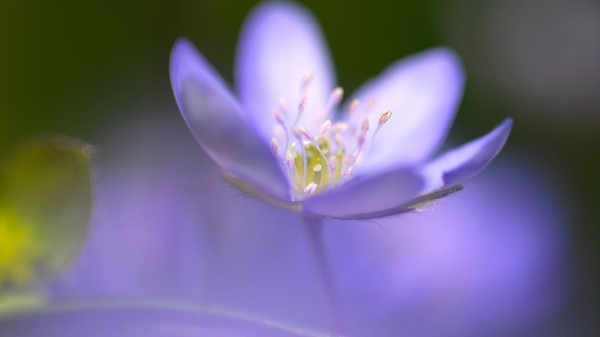 Flower Blue Focu Wallpaper