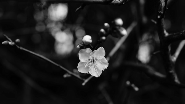 Flower Branch Bw Wallpaper