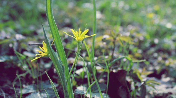 Flower Leaves Spring Warmth Petals Yellow Close U wallpaper