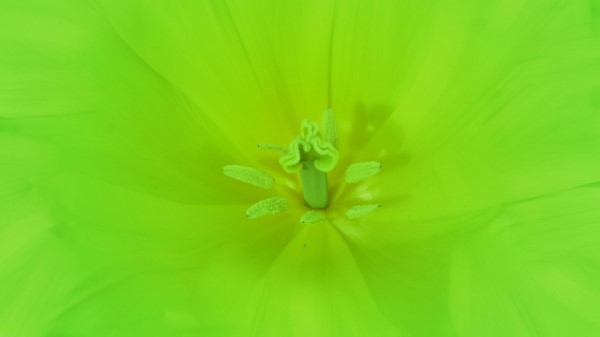 Flower Pestle Stamens wallpaper