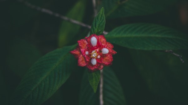 Flower Red Macro Wallpaper