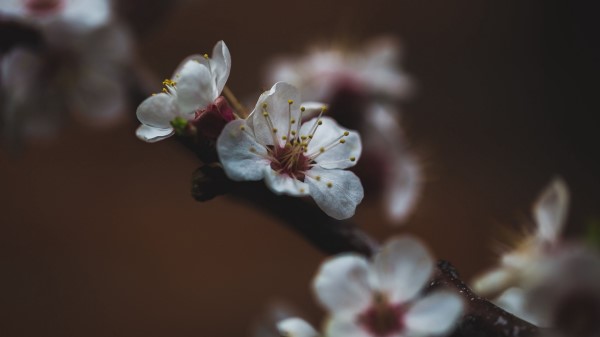 Flower Sakura Cherry wallpaper