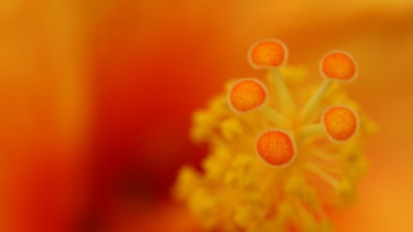 Flower Stamens Macro Wallpaper