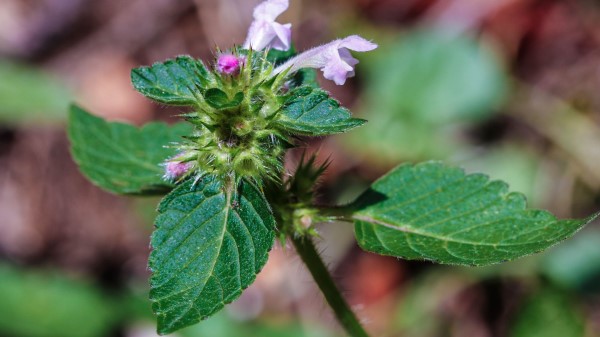 Flowers Branch Leaves Wallpaper