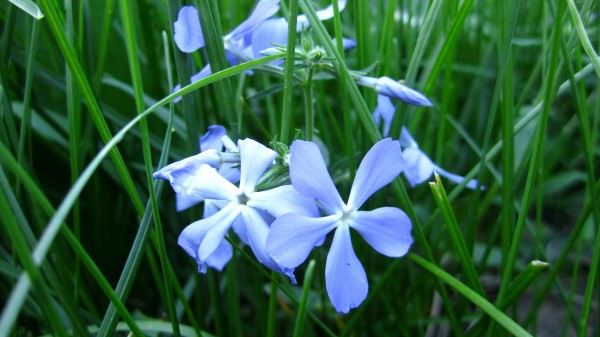 Flowers Grass Flor wallpaper